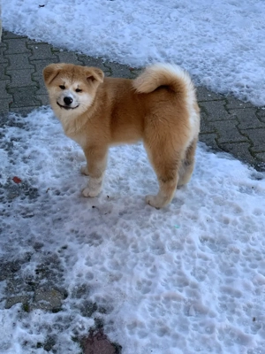 De vanzare pui Akita Inu, catelusi de vanzare - imagine 2