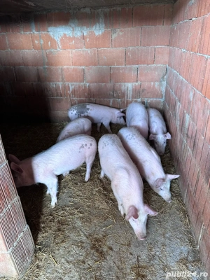 vand purcei  - imagine 3