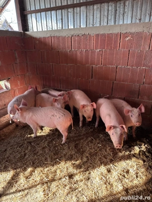 vand purcei  - imagine 2