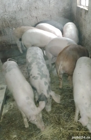 purcei grasuni de vanzare  - imagine 4