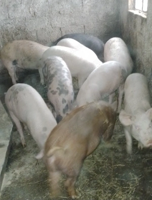purcei grasuni de vanzare  - imagine 2