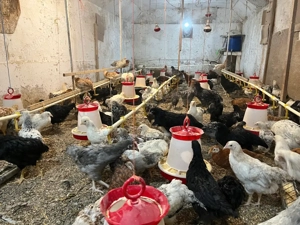 pui țărănești - imagine 2