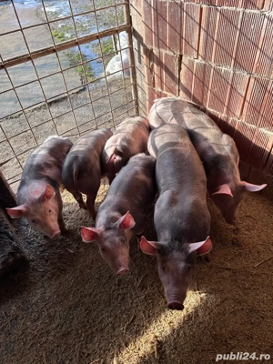 vand purcei  - imagine 3