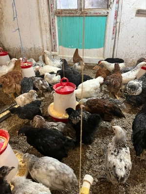 pui țărănești - imagine 3