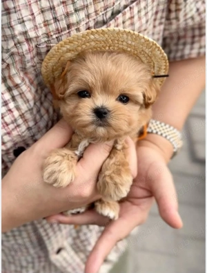 Super ofertă! Profitati! Fată Maltipoo toy gold.  Asigur transport 