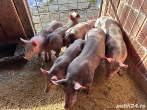 vand purcei  - imagine 2