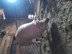 Vând porc de 250kg - imagine 2