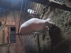 Vând porc de 250kg - imagine 4