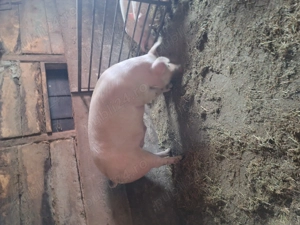 Vând porc de 250kg - imagine 3
