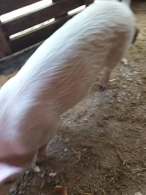 Vânzare porci - imagine 2