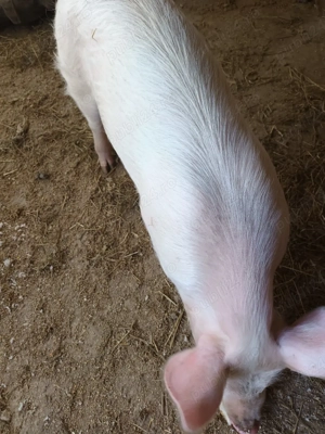 Vânzare porci - imagine 4