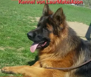 Ciobanesc German disponibili Kennel Von LaurMateiAson - imagine 3