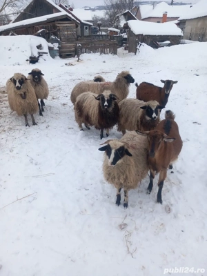 oi breze de vânzare 3 oii un berbecuț și 3 mieluțe - imagine 2