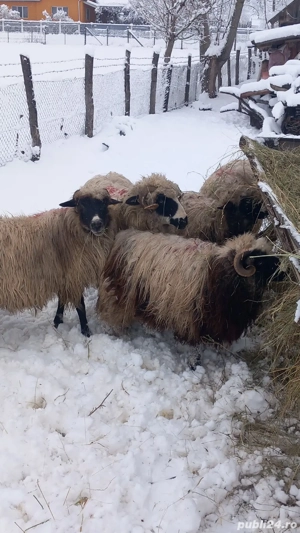 oi breze de vânzare 3 oii un berbecuț și 3 mieluțe - imagine 3