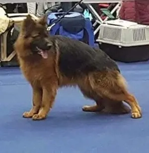 Ciobanesc German disponibili Kennel Von LaurMateiAson - imagine 2