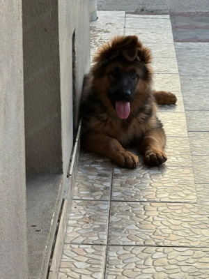 Ciobanesc German disponibili Kennel Von LaurMateiAson - imagine 4