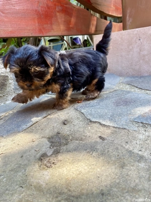 Pui de Yorkshire terrier de talie foarte mică  - imagine 4
