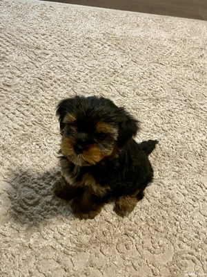 Pui de Yorkshire terrier de talie foarte mică  - imagine 5