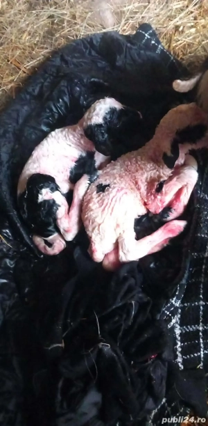 Vând miei de doi - imagine 2