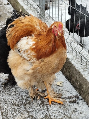 Cocosi brahma - imagine 2