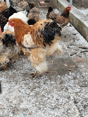 Cocosi brahma - imagine 3