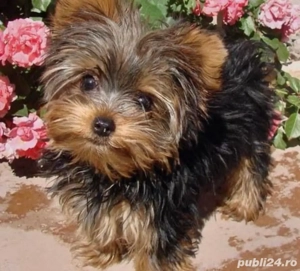 mascul yorkshire 3,5 luni 