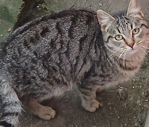 donez gemeni 9 luni pisici baieti craiova dolj 