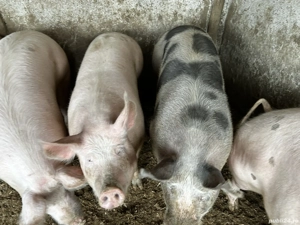 Porci de vanzare 200-250kg 