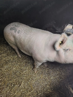 Vand un porc de 160-170 kg