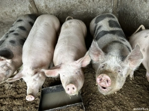 Porci de vanzare 200-250kg  - imagine 3