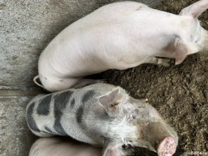 Porci de vanzare 200-250kg  - imagine 4