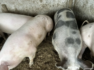 Porci de vanzare 200-250kg  - imagine 2