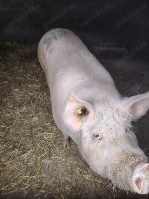 Vand un porc de 160-170 kg - imagine 3