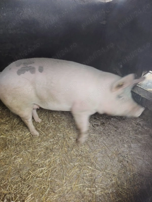 Vand un porc de 160-170 kg - imagine 2