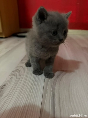 British Shorthair