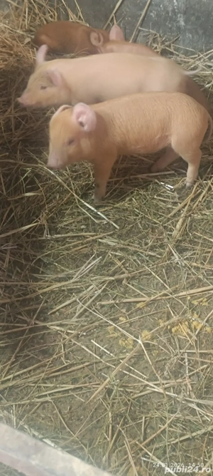 vand purcei - imagine 2