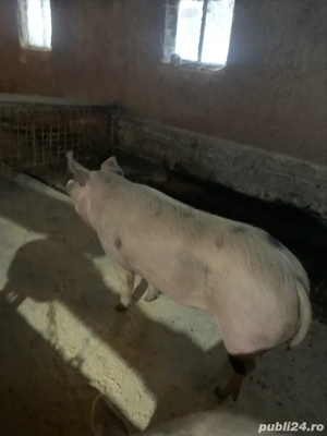 vand porc  - imagine 3