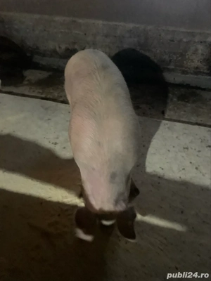 vand porc  - imagine 4