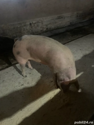 vand porc  - imagine 5