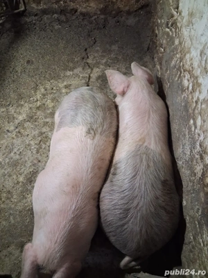 3 porci de vanzare - imagine 2
