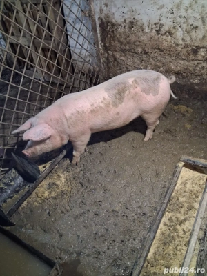 3 porci de vanzare - imagine 3
