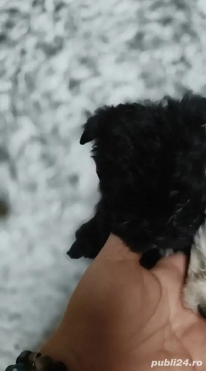 Bichon fetița - imagine 5