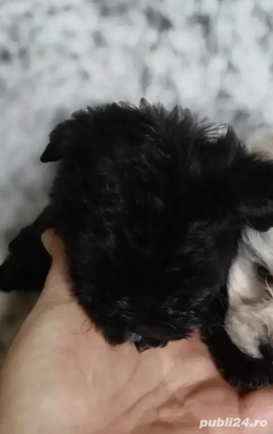 Bichon fetița - imagine 3