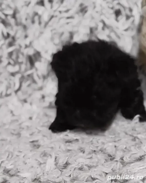 Bichon fetița - imagine 4