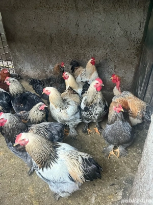 Cocoși de vanzare crescuti bio - imagine 4