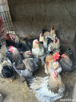 Cocoși de vanzare crescuti bio - imagine 5