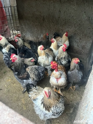 Cocoși de vanzare crescuti bio - imagine 3