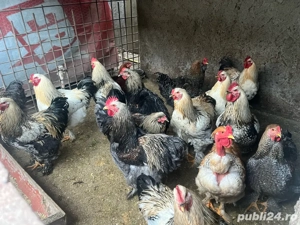 Cocoși de vanzare crescuti bio - imagine 2
