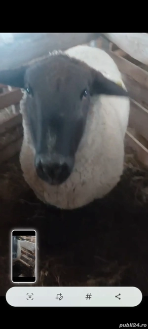 Vând berbec suffolk - imagine 4