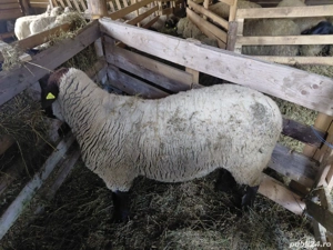 Vând berbec suffolk - imagine 3